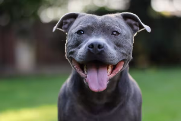 Staffordshire Bull Terrier feliz com a língua de fora