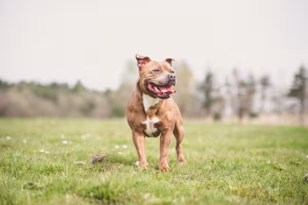Staffordshire Bull Terrier marrom andando pelo campo