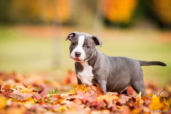 Staffordshire Bull Terrier filhote em cima de folhas secas