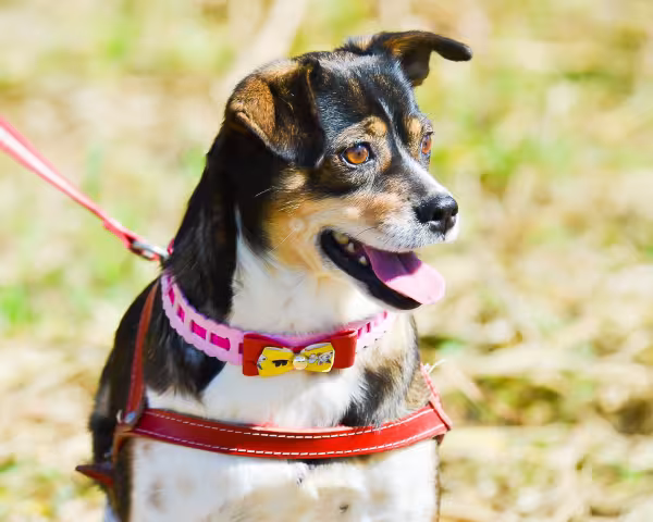Tifany está para adoção na Associação dos Amigos dos Animais de Nova Odessa  