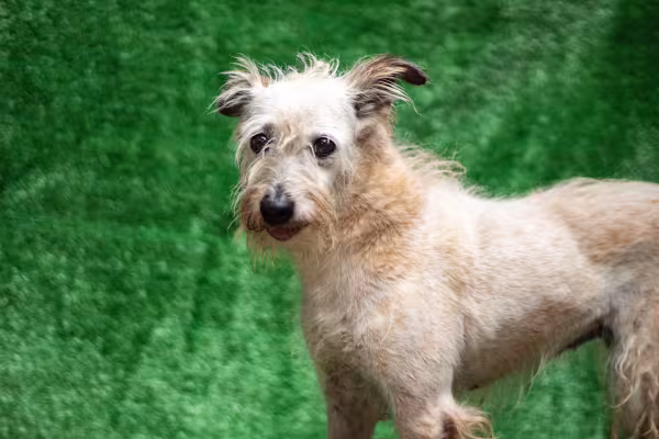 Vira-lata branco peludo
