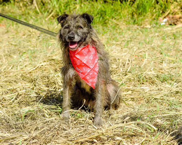 Vira-lata peludo sentado no parque