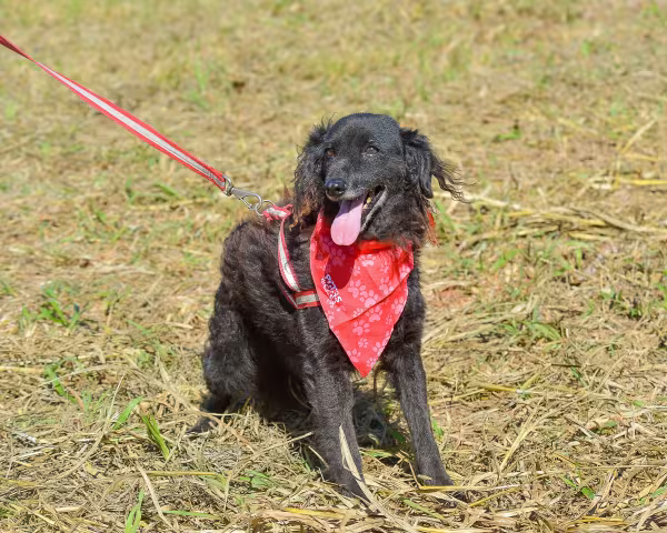 Vira-lata preto peludo em pé