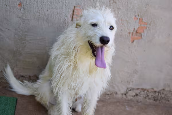 Vira-lata peludo branco sentado