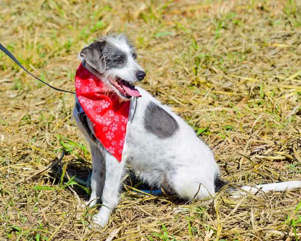 Vira-lata peludo bicolor