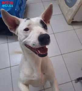 Wendy está pronta para ser adotada pela Associação dos Amigos dos Animais de Nova Odessa   