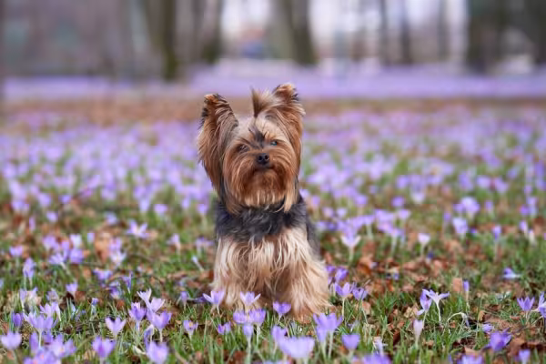 Yorkshire em campo com flores roxas