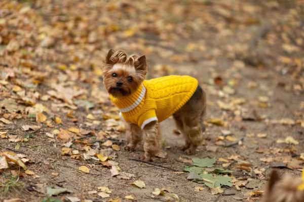 Yorkshire com casaquinho amarelo