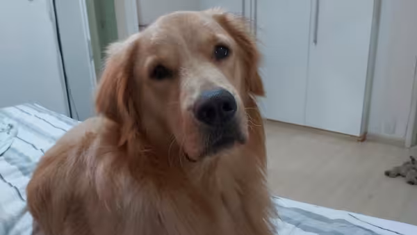 Golden Retriever em cima da cama