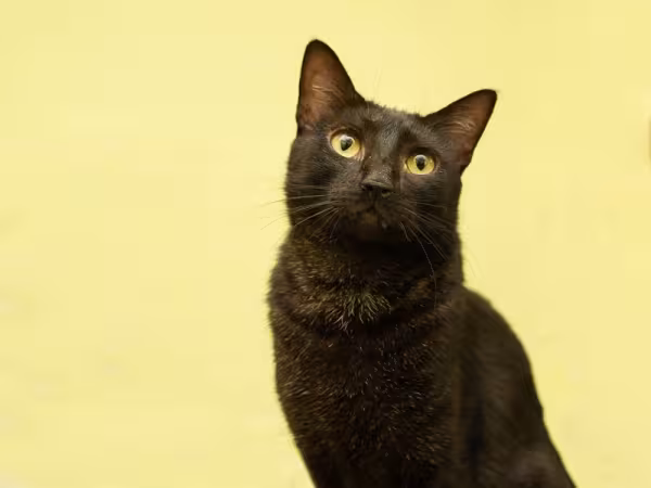Zorrro é um dos gatinhos disponíveis para ser adotado na Gatópoles