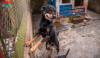 Cachorro vira-lata preto