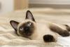 Gato Siamês deitado na cama