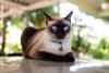 Gato Siamês ao ar livre