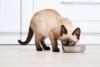 Gato Siamês comendo comendo ração