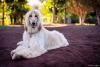 Afghan Hound branco sentado
