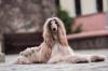 Afghan Hound sentado cinza