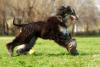 Afghan Hound preto correndo