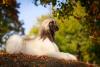 Afghan Hound branco sentado ao ar livre