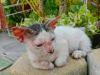 Alergia em pata de gato pode se espalhar pelo corpo