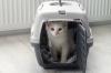 Além de ser um gato fofo, o Angorá também é muito inteligente