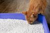 Gato laranja cheirando caixa de areia