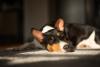 O cachorro Basenji também aprecia momentos de descanso