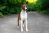 Basenji: canil do cachorro deve ser avaliado com cuidado