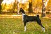 Basenji: o 'cachorro do Egito' na verdade é do Congo
