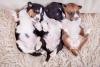 Para ter um Basenji, preço do filhote depende das características do pet