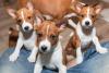 A relação do Basenji com seus irmãos é de muita cumplicidade