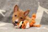 Filhote de Basenji gosta de morder e precisa de brinquedos apropriados