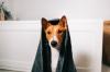O Basenji é um cão que não gosta muito de água