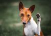 Adestrar um cachorro Basenji não é difícil, mas requer paciência e reforços positivos