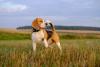 Beagle em pé ao ar livre