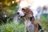 Beagle sentado ao ar livre