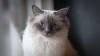 Raças de gatos peludos: Birmanês é bem felpudo
