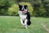 Border Collie com bolinha na boca correndo