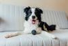Border Collie deitado no sofá com bola próximo a ele