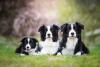 3 cães Border Collie lado a lado