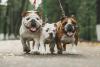 O Bulldog Inglês precisa de uma rotina de passeios