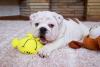 O filhote de Bulldog Inglês é bem brincalhão