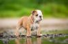A companhia de um Bulldog Inglês filhote deixa qualquer lugar mais feliz