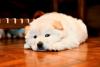 Um Chow-Chow pequenininho filhote deixa qualquer um encantado