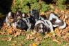 Vários filhotes de Cocker Spaniel Inglês juntos