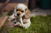 Filhote de Cocker Spaniel Inglês com brinquedo