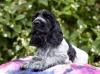 Cocker Spaniel Inglês filhote sentado ao ar livre