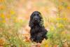 Cocker Spaniel preto filhote