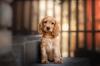 Cocker Spaniel dourado filhote
