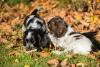 Dois filhotes de Cocker Spaniel Inglês brincando