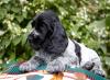 Cocker Spaniel filhote perto de mata